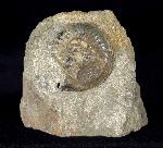 Amaltheus (Amaltheus) margaritatus DE MONTFORT 1808 - Bild © FossNet FossilienStore